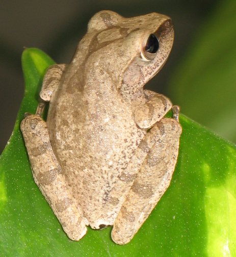 Polypedates leucomystax