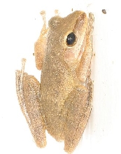 Polypedates leucomystax