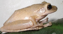 Polypedates
