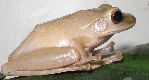 Polypedates