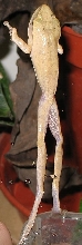 Polypedates leucomystax
