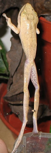 Polypedates leucomystax