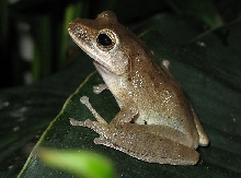 Polypedates leucomystax
