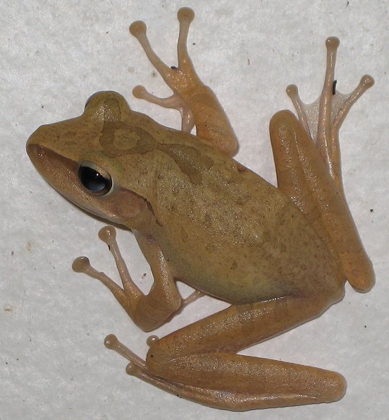 Polypedates leucomystax