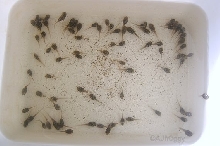 polypedates tadpoles