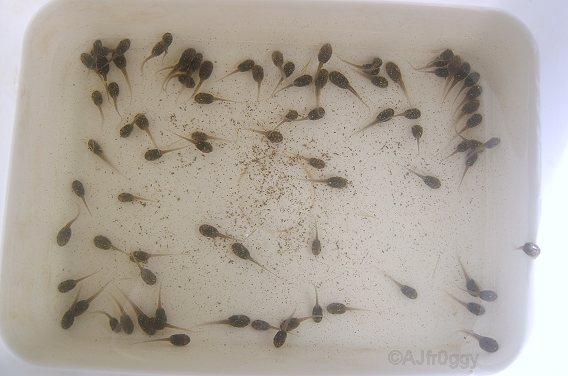 polypedates tadpoles