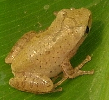 polypedates sp.
