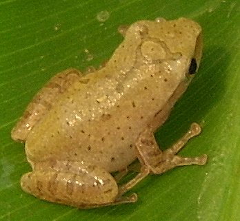 polypedates sp.