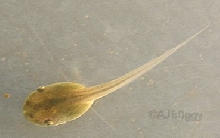 Polypedates