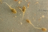 polypedates tadpoles