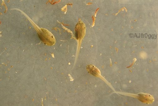 polypedates tadpoles