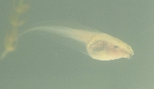 Polypedates tadpoles