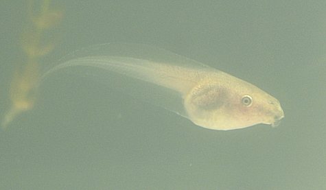 Polypedates tadpoles