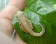 polypedates (leucomystax)