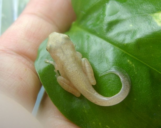 polypedates (leucomystax)