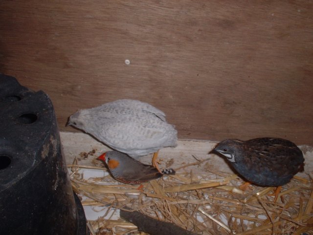 quail tripping over a zebra finch