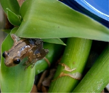 reed frog