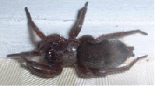 Spider from in my house