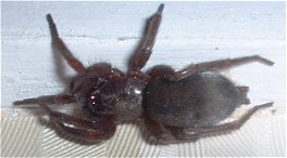Spider from in my house