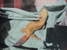 super hypo female 1