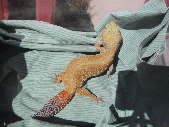 super hypo female 1
