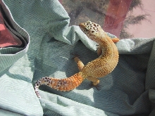 superhypo female 2