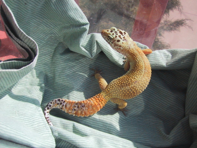 superhypo female 2