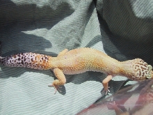 superhypo female 3
