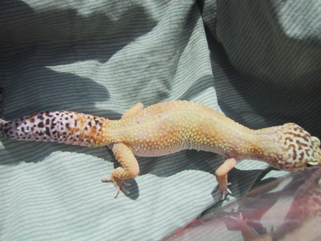 superhypo female 3