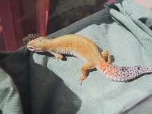 superhypo female 4
