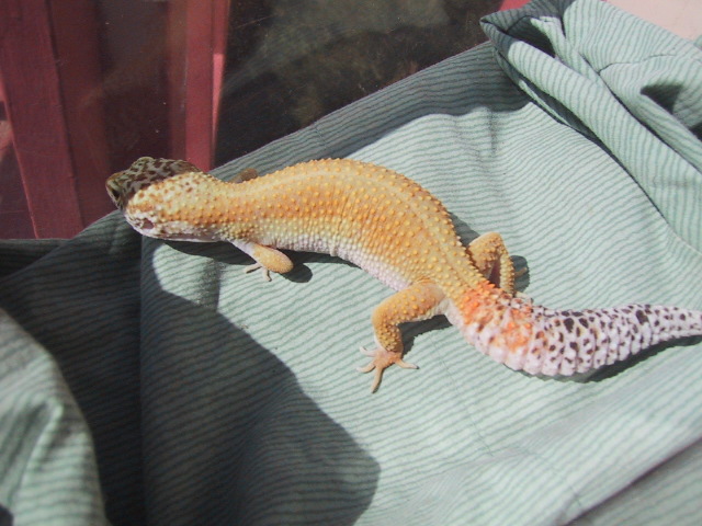 superhypo female 4