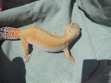 superhypo female 5
