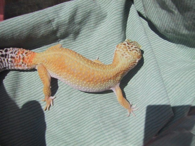 superhypo female 5