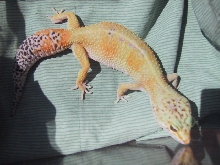 superhypo female 6