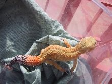 superhypo male