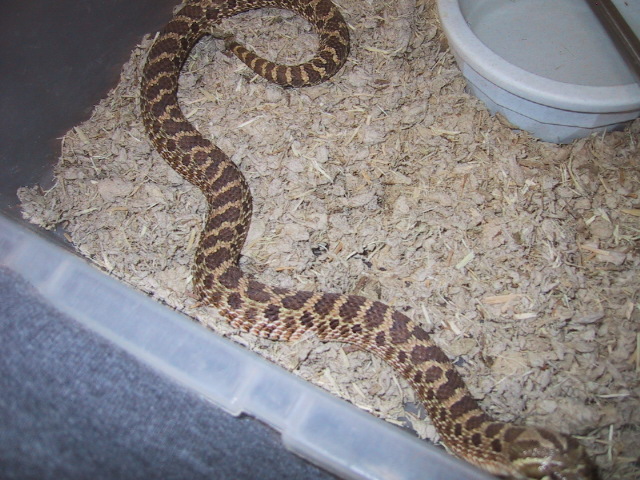 female hognose