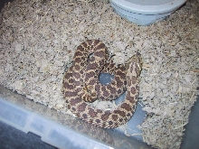female hognose