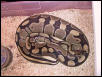 Ball Python Ovulation