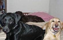 3 Amigas