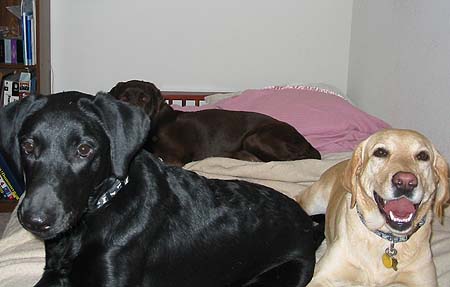 3 Amigas