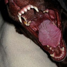Brittany teeth