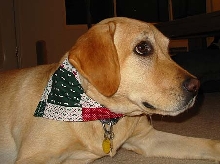 Gracie