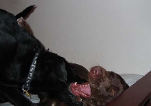 Brittany and Smokey