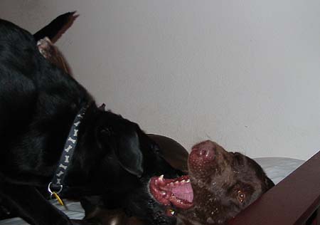 Brittany and Smokey