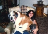 St. Bernard lap dog