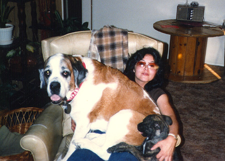 St. Bernard lap dog