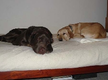 Brit and Gracie