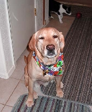 Gracie