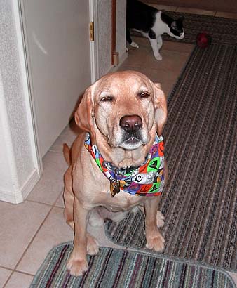 Gracie