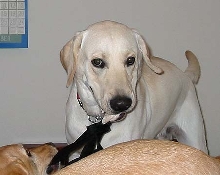 Gus